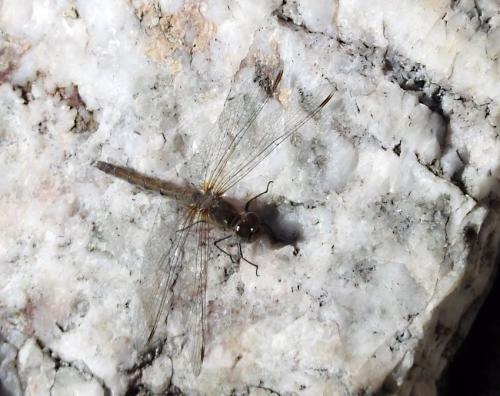 Sympetrum striolatum